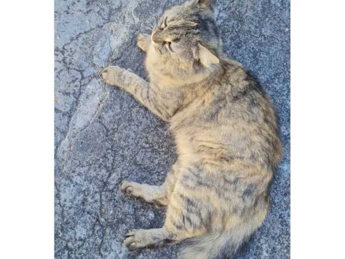 Gato ra a SRD-ViraLata idade 2 anos nome Cindy