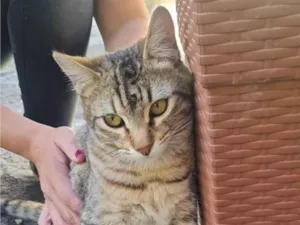 Gato raça SRD-ViraLata idade 1 ano nome Iansã