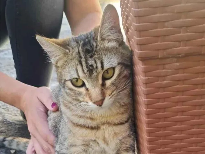Gato ra a SRD-ViraLata idade 1 ano nome Iansã