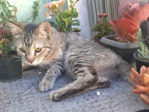 Gato raça SRD-ViraLata idade 1 ano nome Nãnã