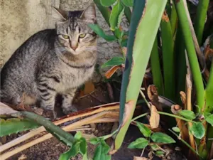 Gato raça SRD-ViraLata idade 2 anos nome Aurora