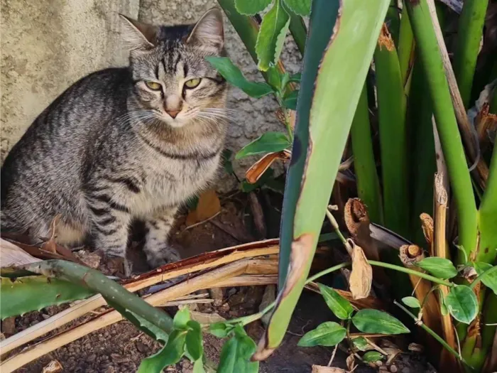 Gato ra a SRD-ViraLata idade 2 anos nome Aurora