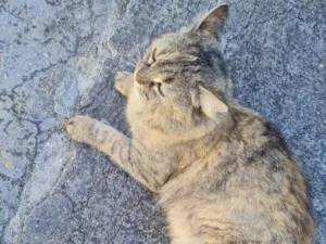 Gato raça SRD-ViraLata idade 2 anos nome Cindy