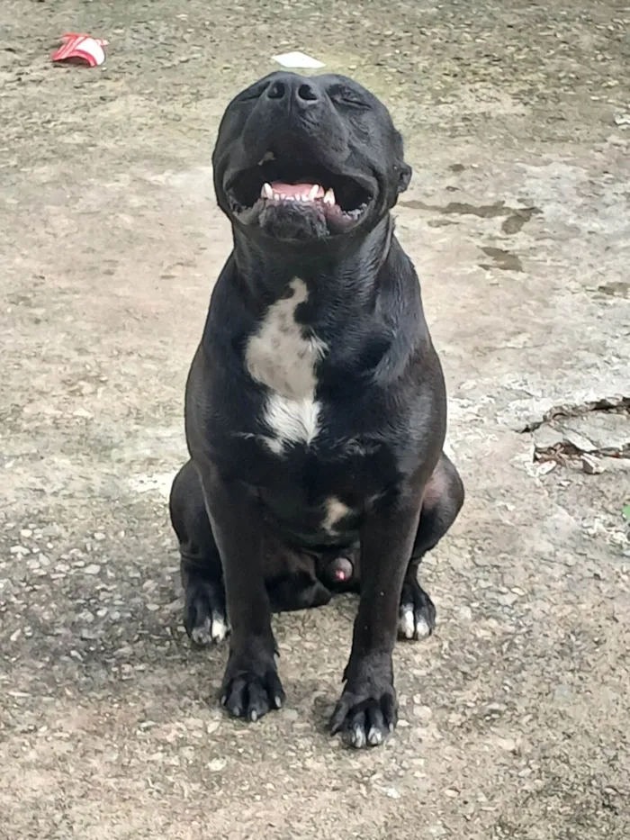 Cachorro ra a Pit-Bull idade 7 a 11 meses nome Tor
