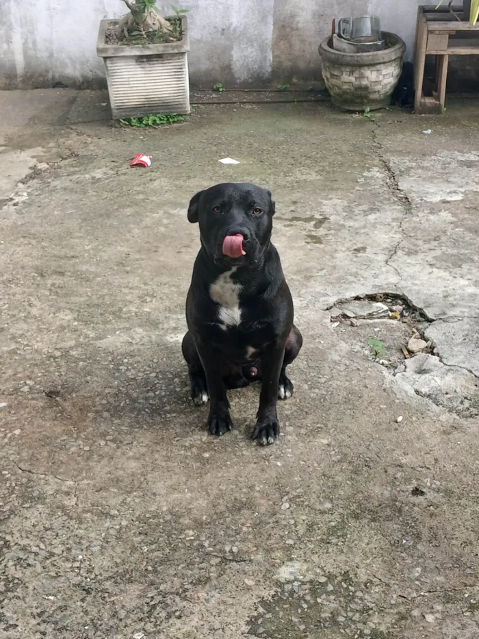 Cachorro ra a Pit-Bull idade 7 a 11 meses nome Tor