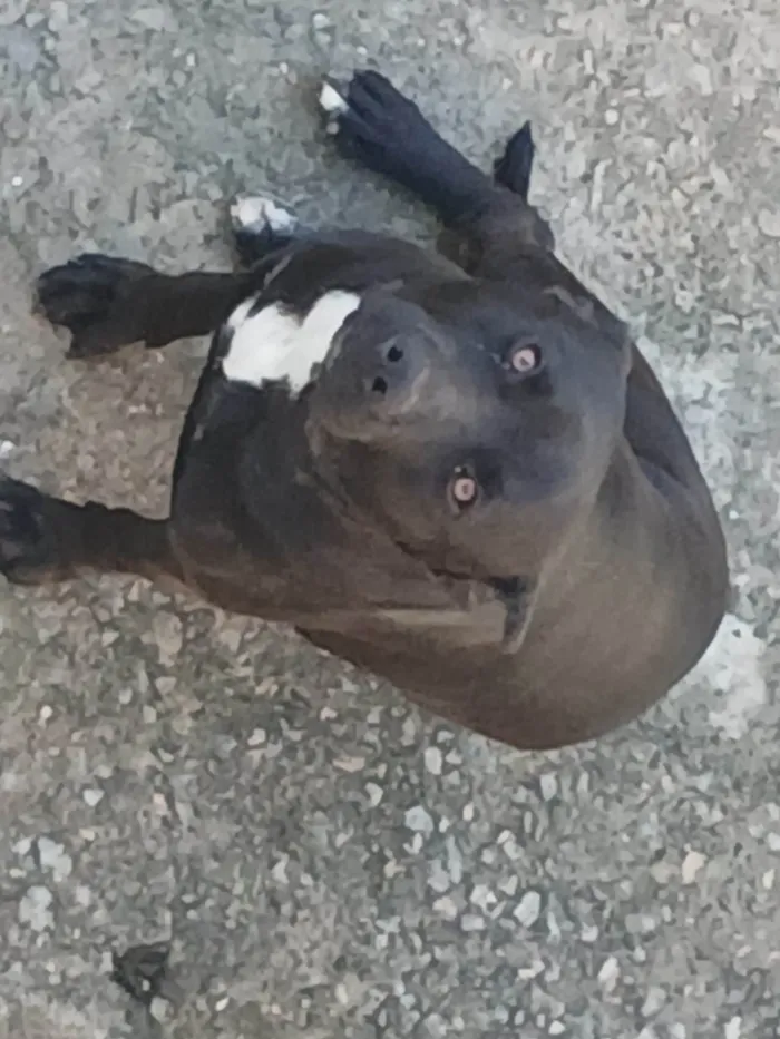 Cachorro ra a Pit-Bull idade 7 a 11 meses nome Tor