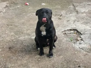 Cachorro raça Pit-Bull idade 7 a 11 meses nome Tor