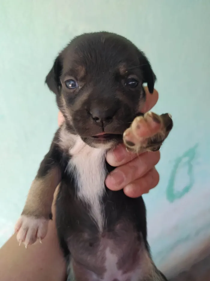 Cachorro ra a SRD-ViraLata idade Abaixo de 2 meses nome Filhotes de cachorro 
