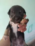 Filhotes de cachorro