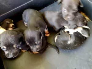 Cachorro raça SRD-ViraLata idade Abaixo de 2 meses nome Filhotes 