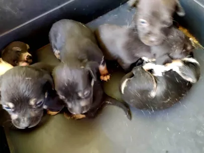 Cachorro raça SRD-ViraLata idade Abaixo de 2 meses nome Filhotes 