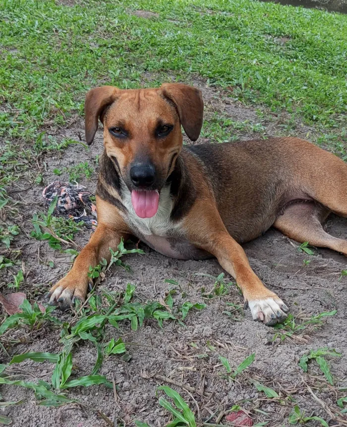 Cachorro ra a SRD-ViraLata idade 1 ano nome Nina