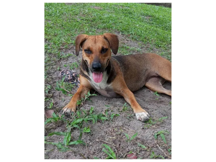 Cachorro ra a SRD-ViraLata idade 1 ano nome Nina