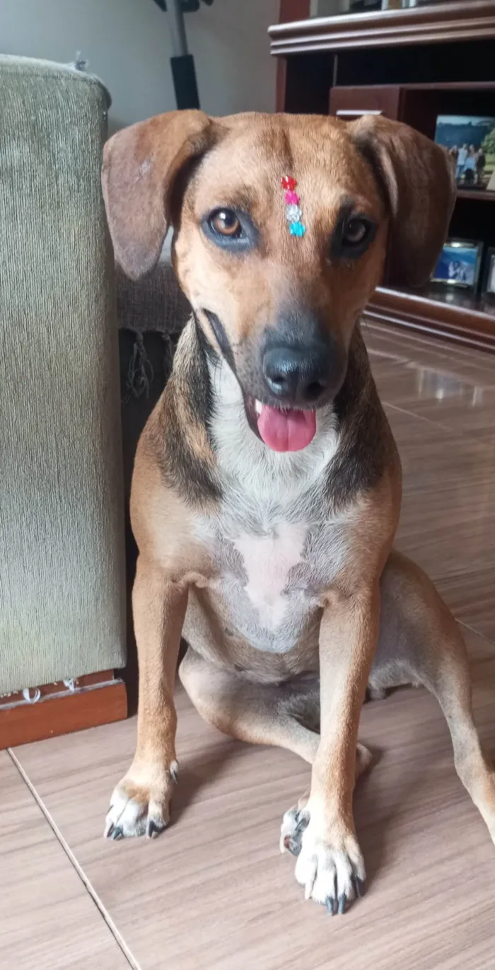 Cachorro ra a SRD-ViraLata idade 1 ano nome Nina