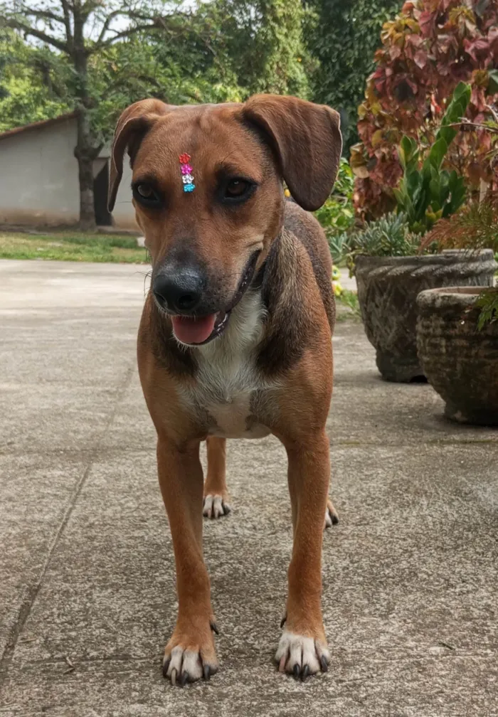 Cachorro ra a SRD-ViraLata idade 1 ano nome Nina