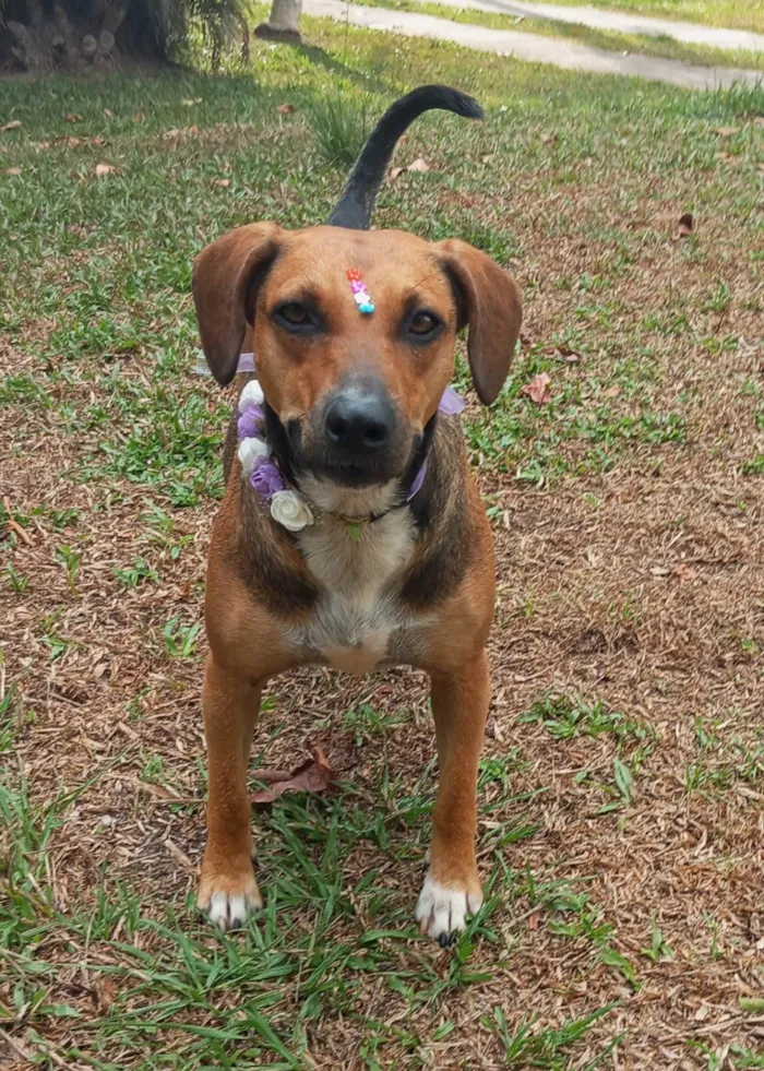 Cachorro ra a SRD-ViraLata idade 1 ano nome Nina