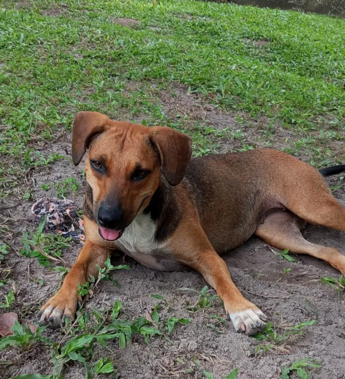 Cachorro ra a SRD-ViraLata idade 1 ano nome Nina