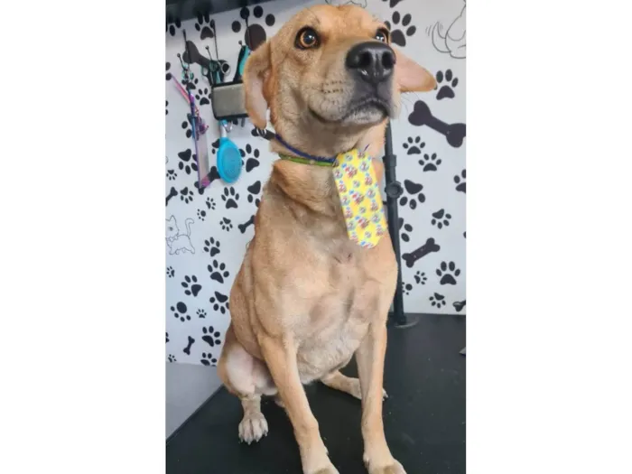 Cachorro ra a SRD-ViraLata idade 1 ano nome Milagre