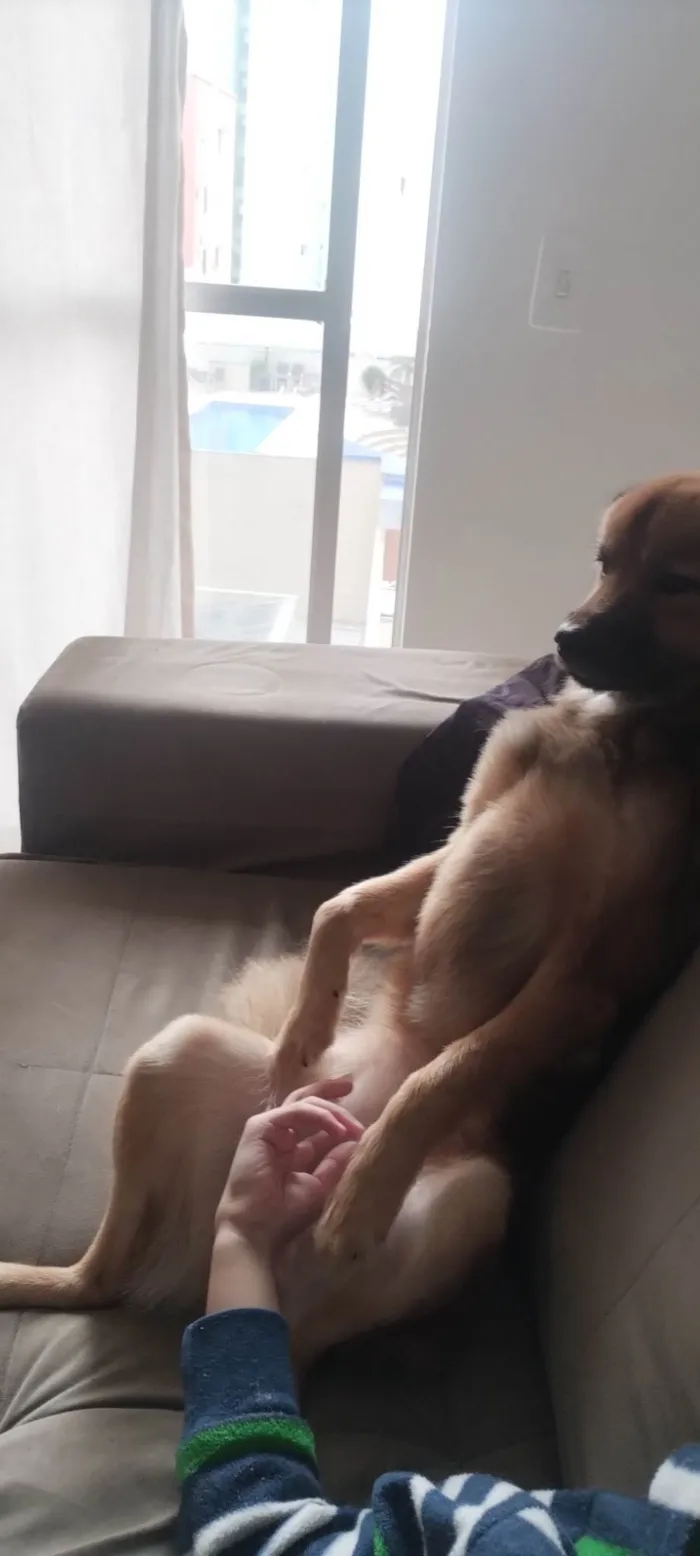Cachorro ra a Pastor Alemão idade 1 ano nome Luna 