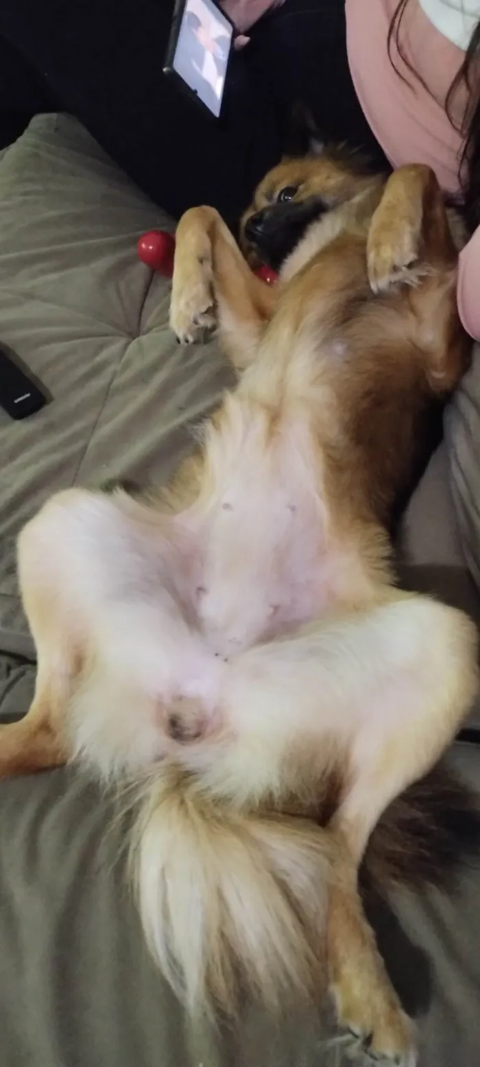 Cachorro ra a Pastor Alemão idade 1 ano nome Luna 