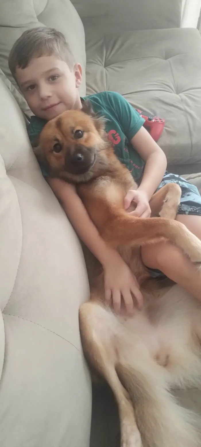 Cachorro ra a Pastor Alemão idade 1 ano nome Luna 