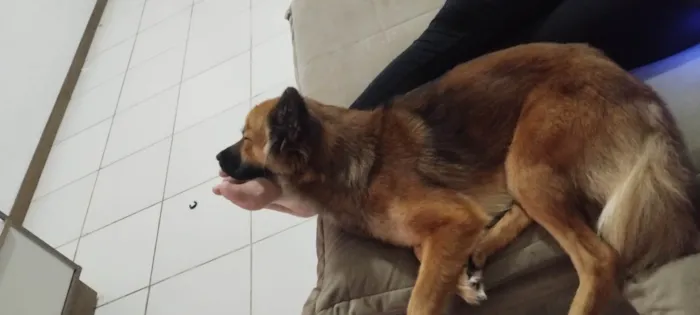 Cachorro ra a Pastor Alemão idade 1 ano nome Luna 