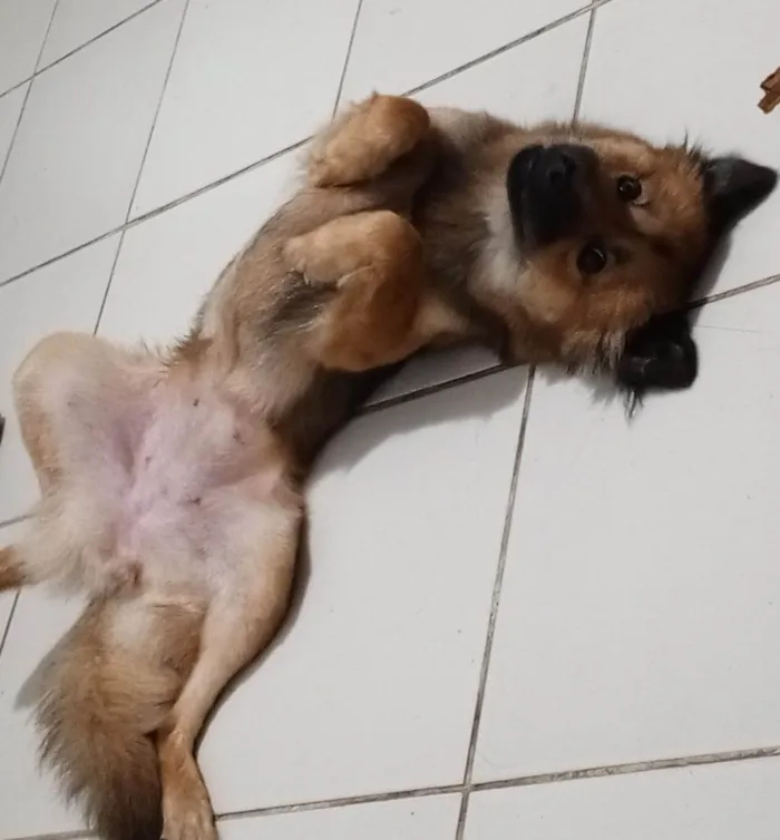 Cachorro ra a Pastor Alemão idade 1 ano nome Luna 