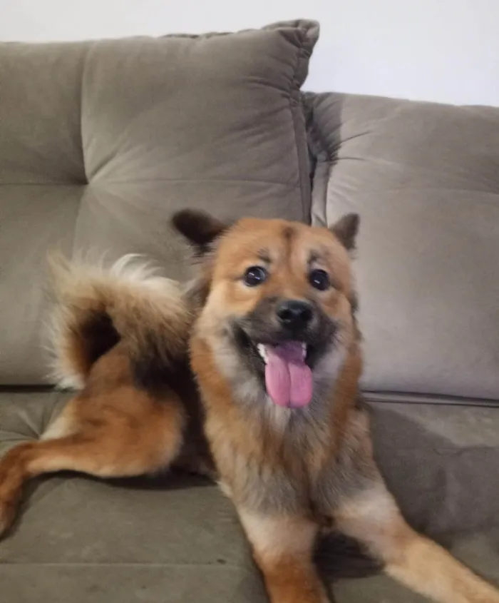 Cachorro ra a Pastor Alemão idade 1 ano nome Luna 