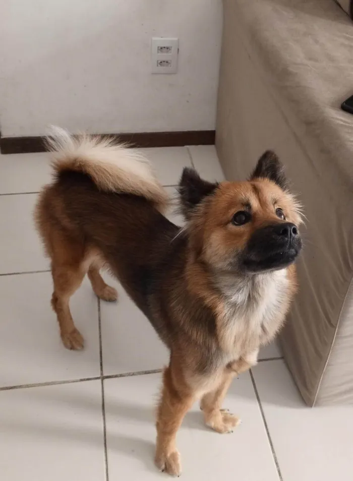 Cachorro ra a Pastor Alemão idade 1 ano nome Luna 