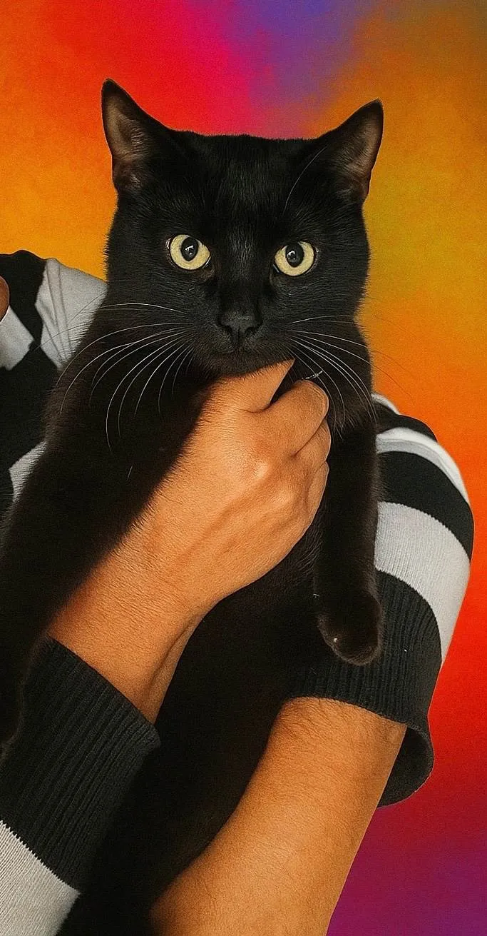 Gato ra a SRD-ViraLata idade 2 a 6 meses nome Davi