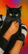 Davi