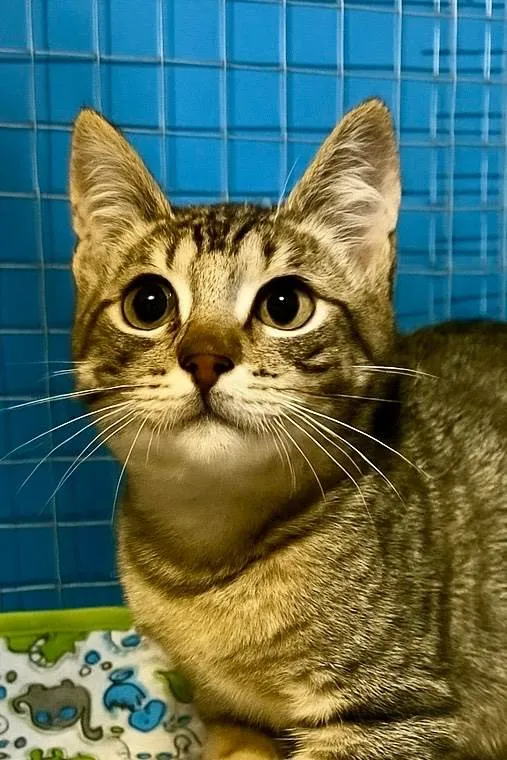 Gato ra a SRD-ViraLata idade 2 a 6 meses nome Bibiano