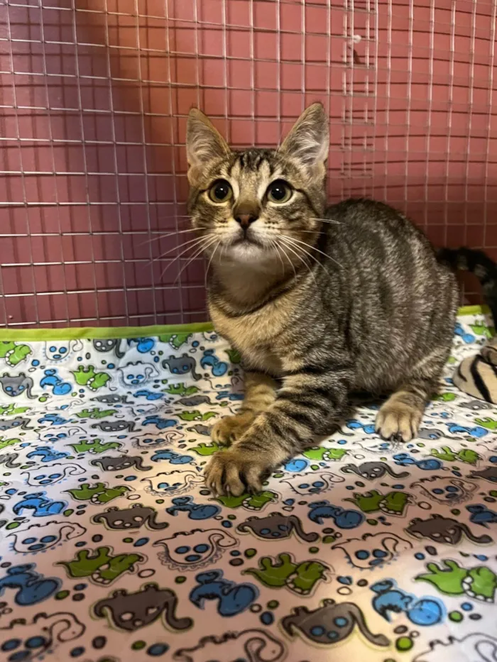 Gato ra a SRD-ViraLata idade 2 a 6 meses nome Bibiano