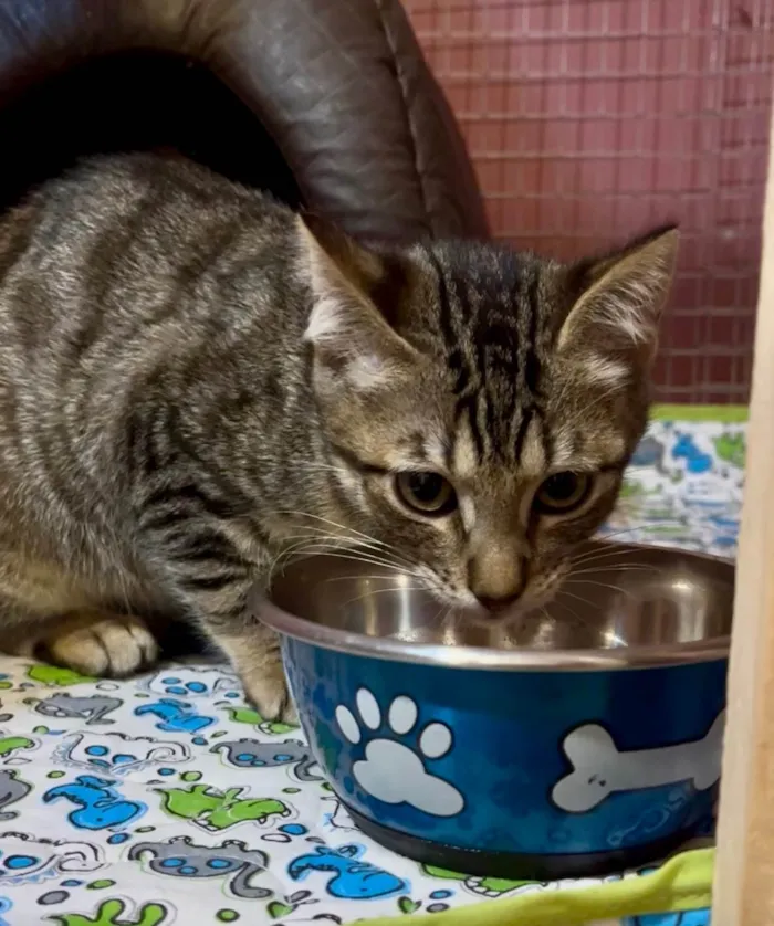 Gato ra a SRD-ViraLata idade 2 a 6 meses nome Bibiano