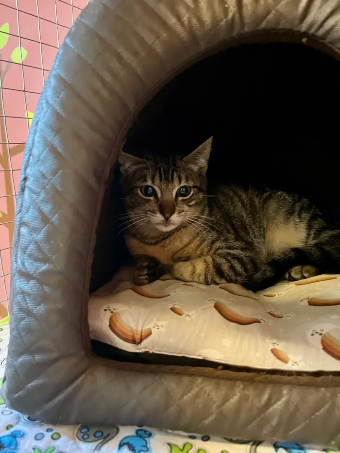 Gato ra a SRD-ViraLata idade 2 a 6 meses nome Bibiano