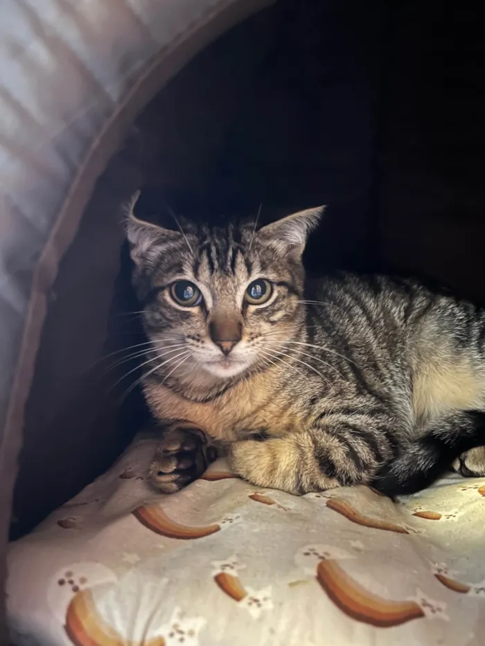 Gato ra a SRD-ViraLata idade 2 a 6 meses nome Bibiano