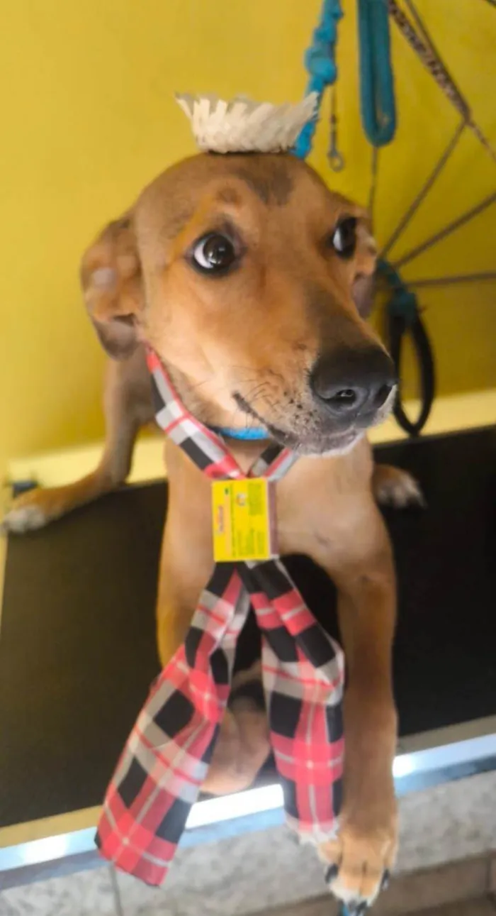 Cachorro ra a SRD-ViraLata idade 7 a 11 meses nome Caramelo