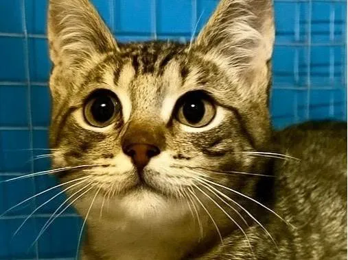 Gato ra a SRD-ViraLata idade 2 a 6 meses nome Bibiano