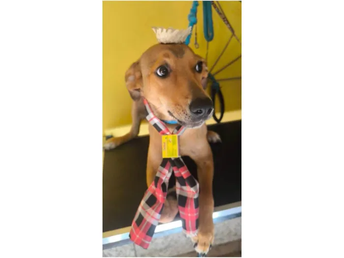 Cachorro ra a SRD-ViraLata idade 7 a 11 meses nome Caramelo