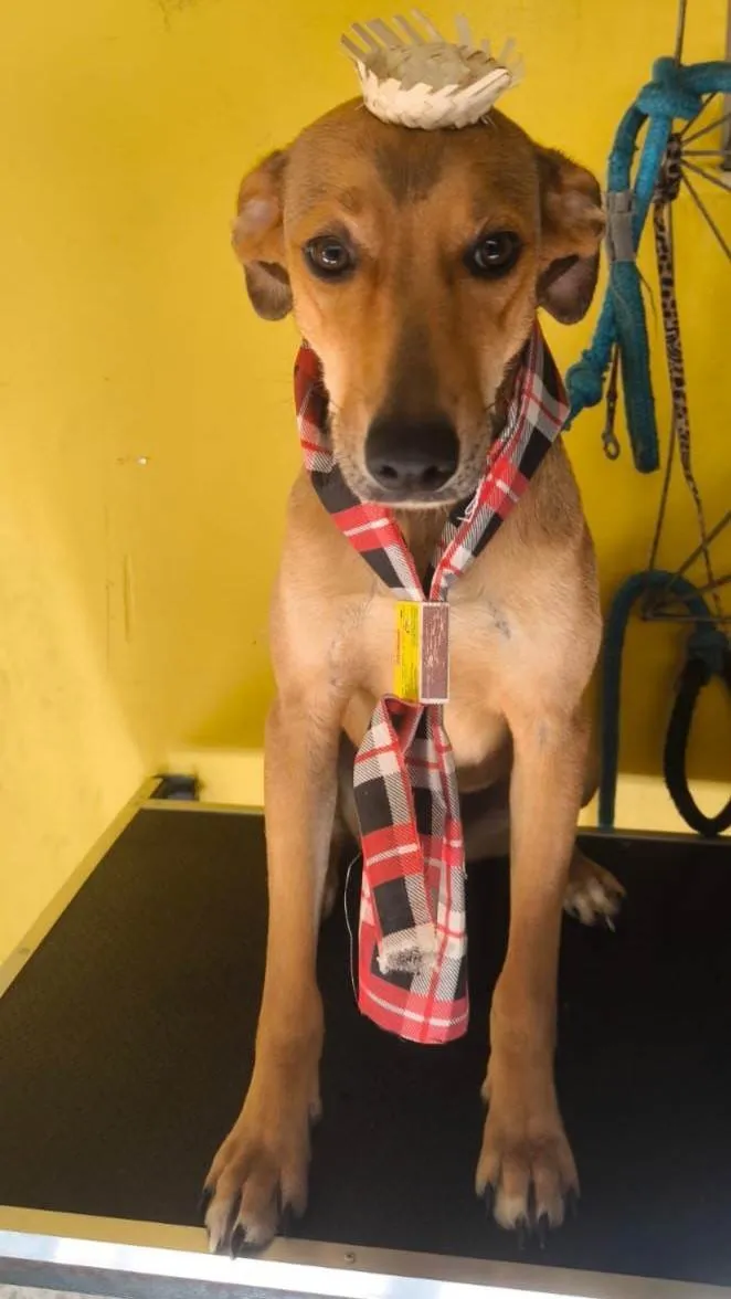 Cachorro ra a SRD-ViraLata idade 7 a 11 meses nome Caramelo