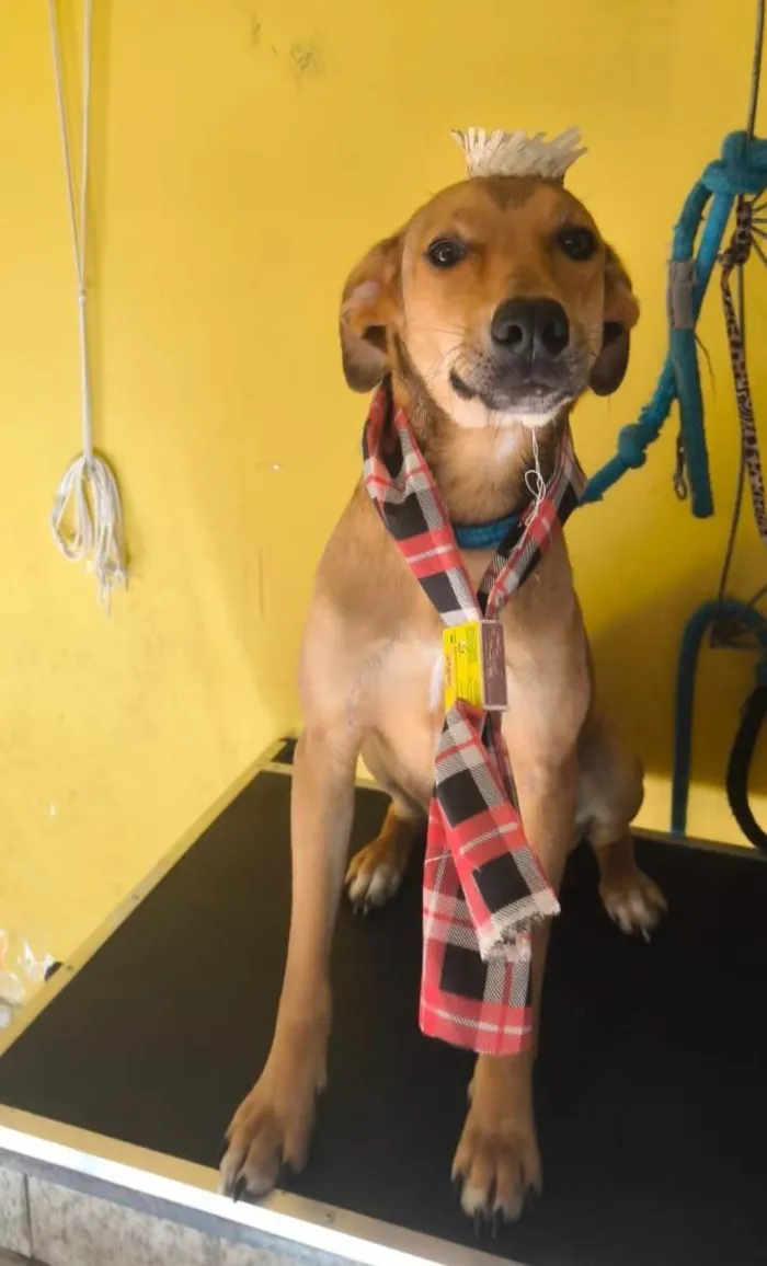 Cachorro ra a SRD-ViraLata idade 7 a 11 meses nome Caramelo