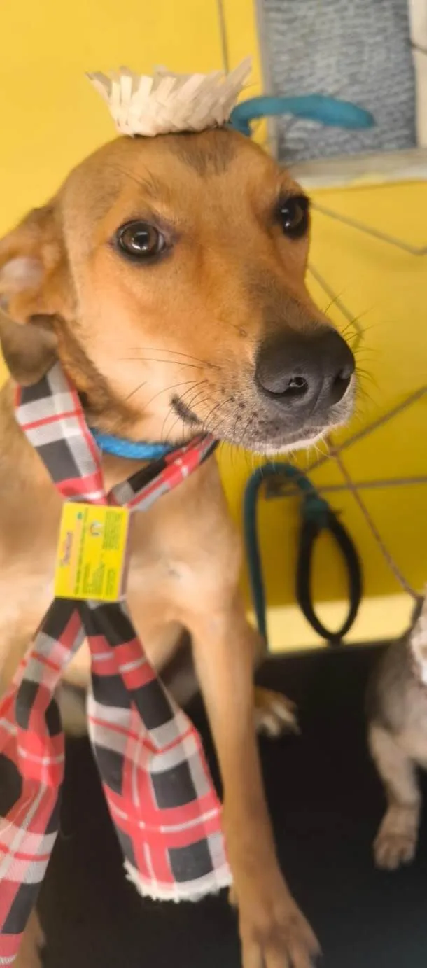 Cachorro ra a SRD-ViraLata idade 7 a 11 meses nome Caramelo