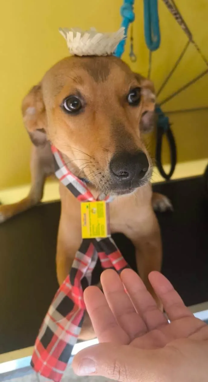 Cachorro ra a SRD-ViraLata idade 7 a 11 meses nome Caramelo