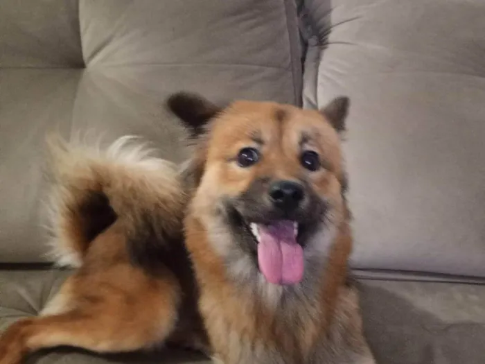 Cachorro ra a Pastor Alemão idade 1 ano nome Luna 