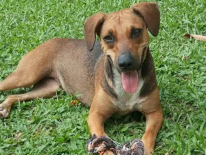 Cachorro raça SRD-ViraLata idade 1 ano nome Nina