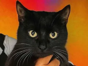 Gato raça SRD-ViraLata idade 2 a 6 meses nome Davi