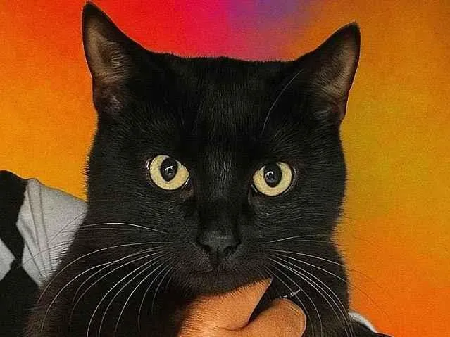 Gato ra a SRD-ViraLata idade 2 a 6 meses nome Davi