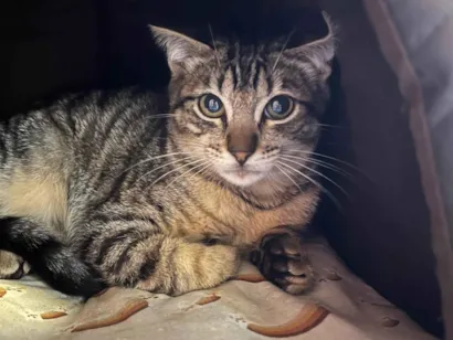 Gato raça SRD-ViraLata idade 2 a 6 meses nome Bibiano