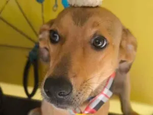 Cachorro raça SRD-ViraLata idade 7 a 11 meses nome Caramelo