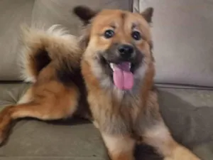 Cachorro raça Pastor Alemão idade 1 ano nome Luna 